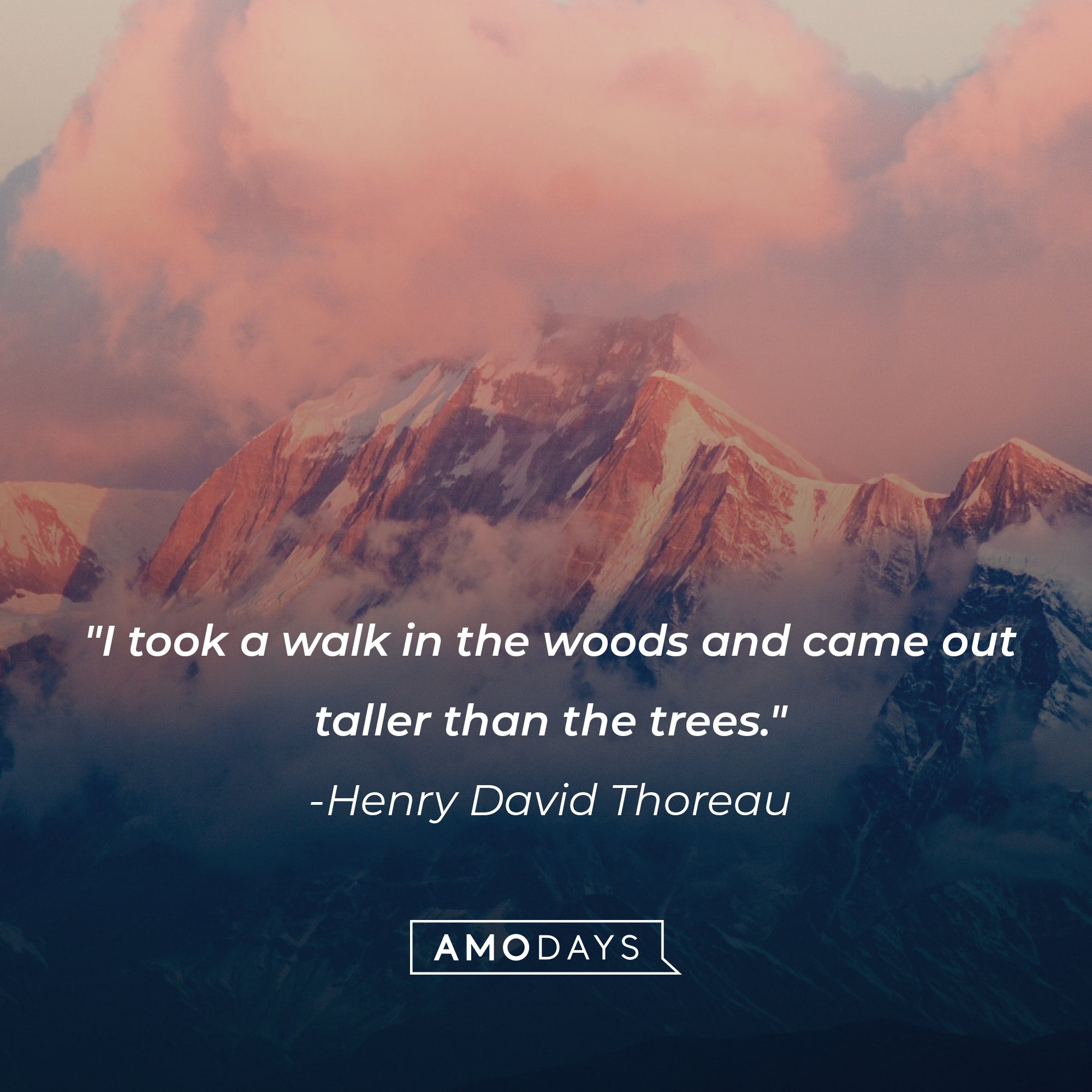 Henry David Thoreau's quote: "I took a walk in the woods and came out taller than the trees." | Image: AmoDays