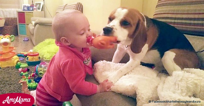 Video montage shows dog playing nanny with baby