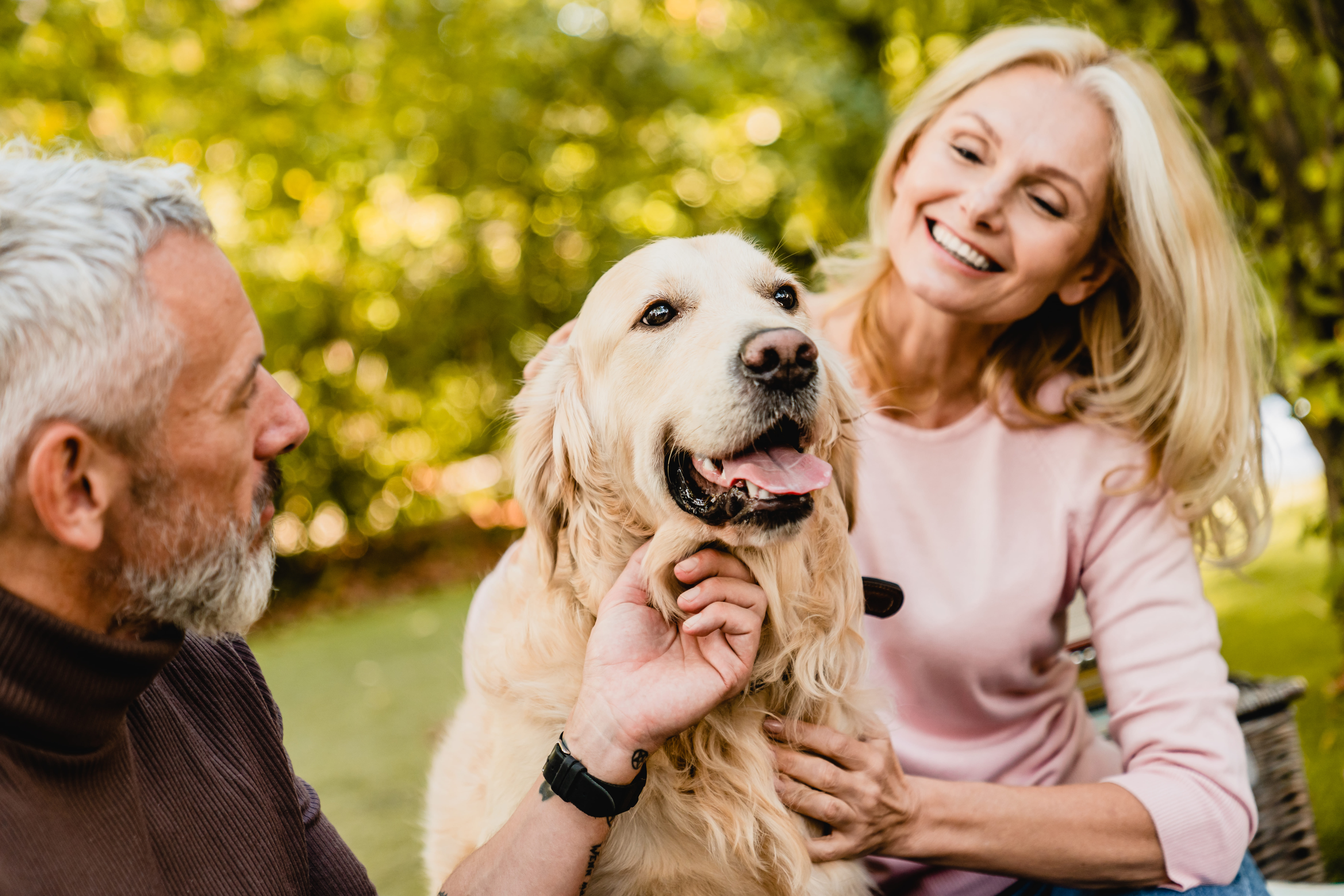 A senior couple petting their dog in a park | Source: Shutterstock