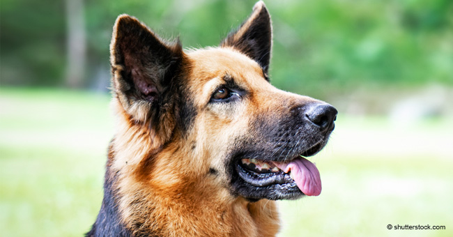 Un adieu déchirant du0027un chien policier à son partenaire officier