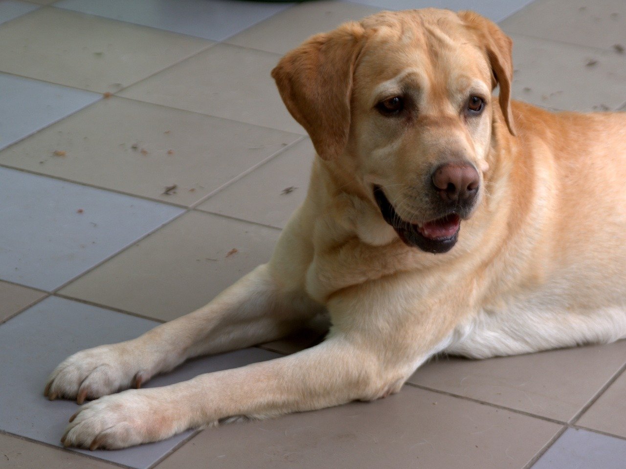 Un Chien allongé sur le sol | Photo : Pixabay Un Chien allongé sur le sol | Photo : Pixabay