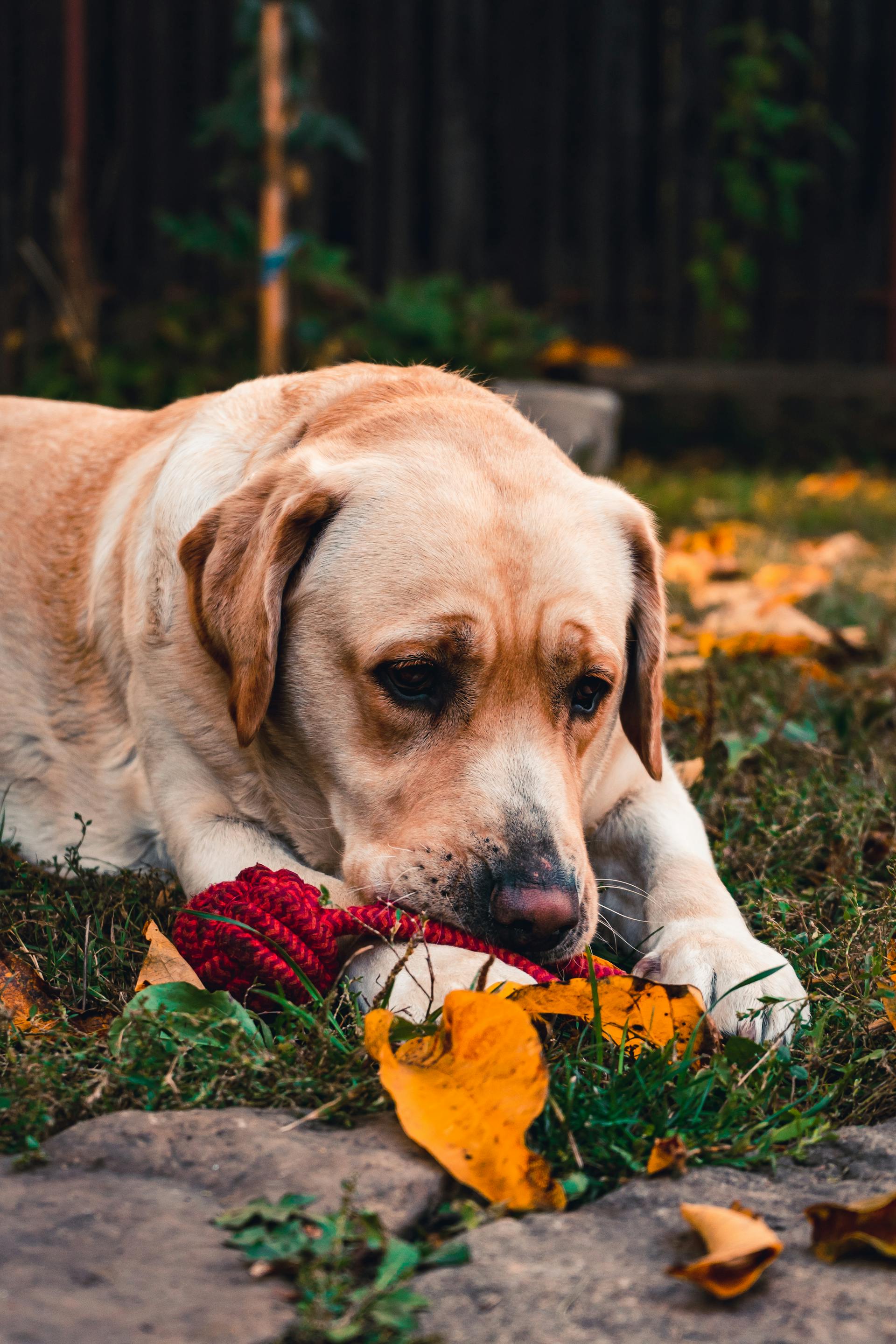 A dog sitting in a garden | Source: Pexels