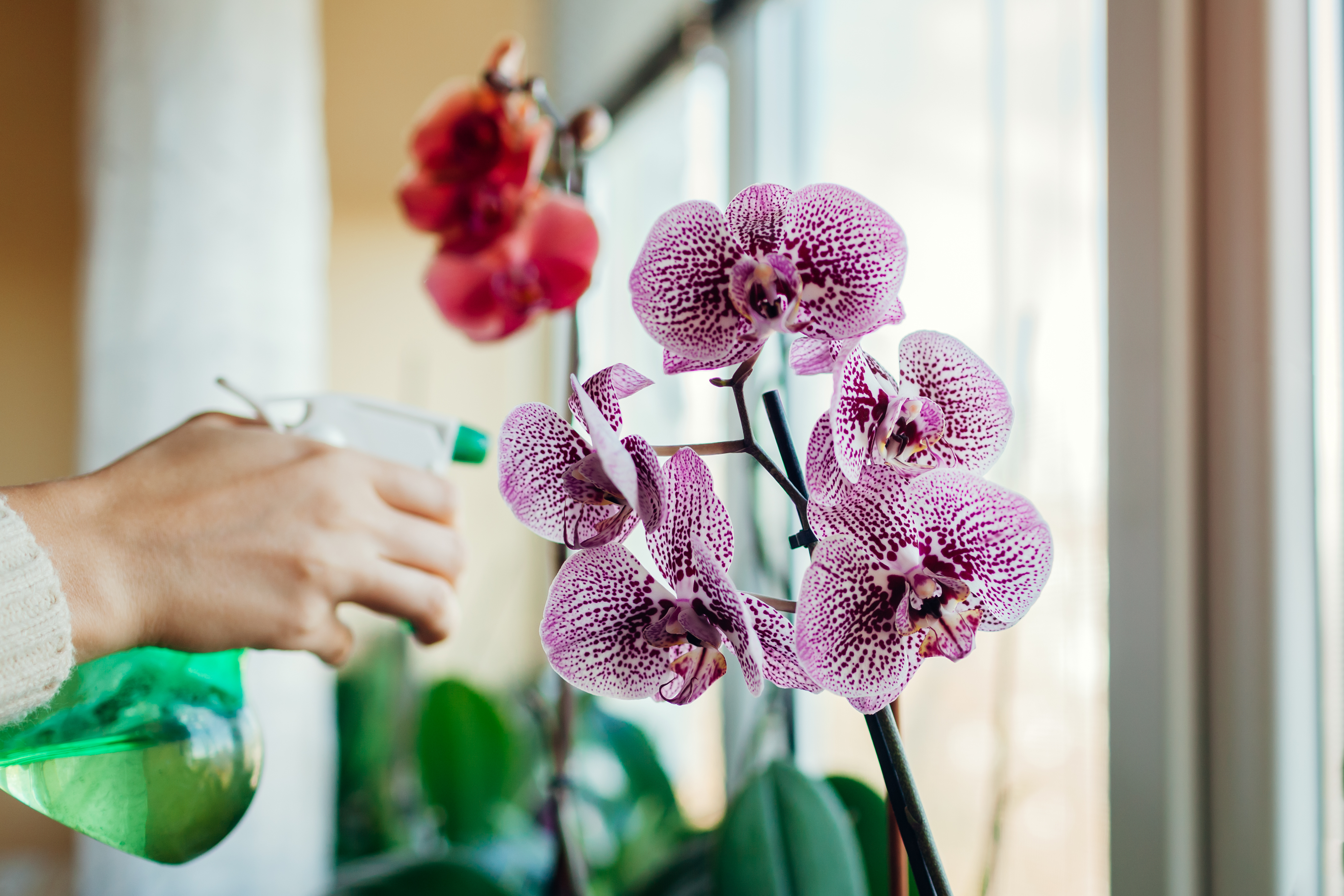 Woman spraying water on blooming orchid on window sill. Girl taking care of home plants and flowers | Source: Getty Images