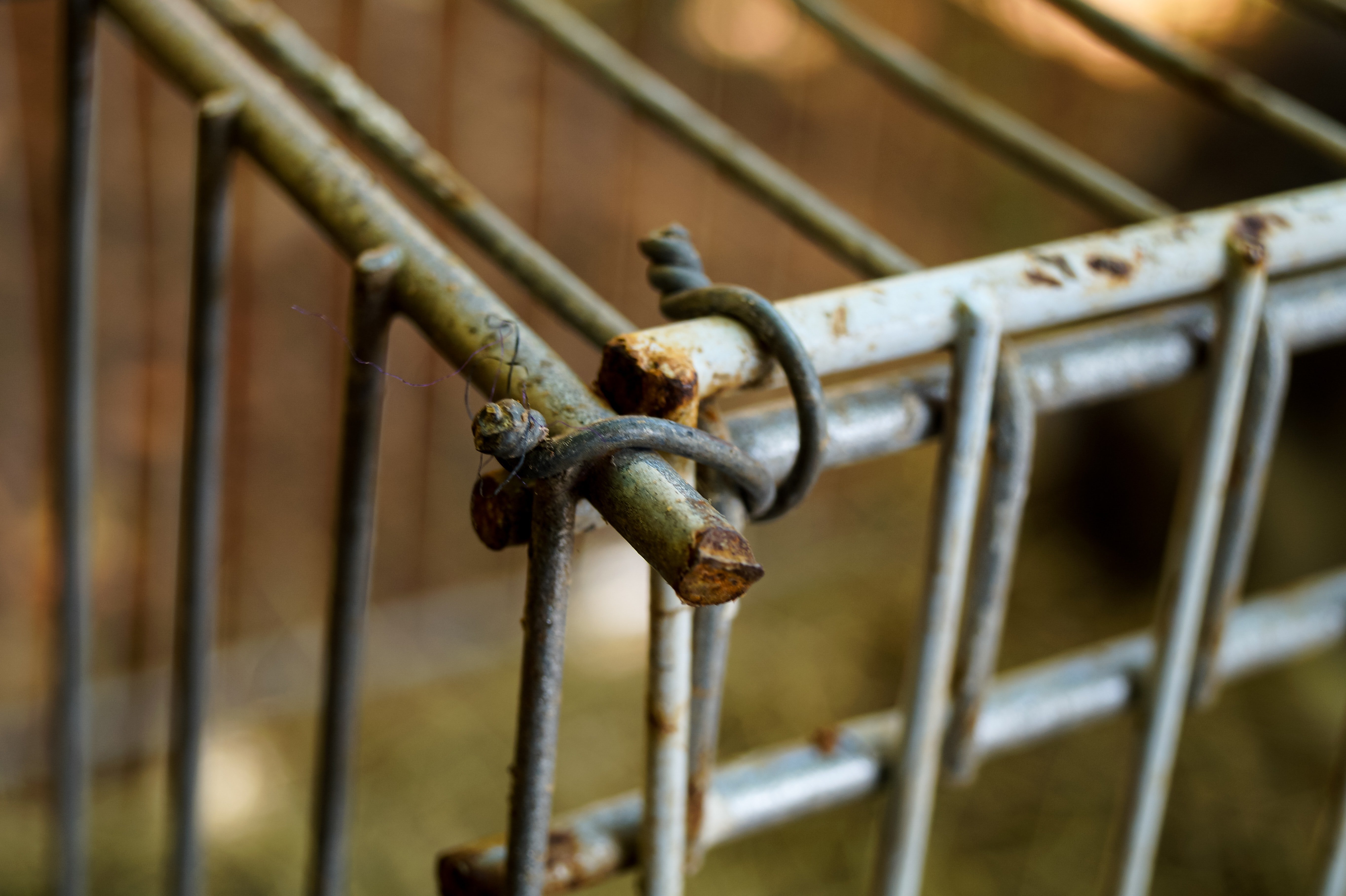 Sam was disappointed to discover the key opened a rusty old cage. | Source: Unsplash