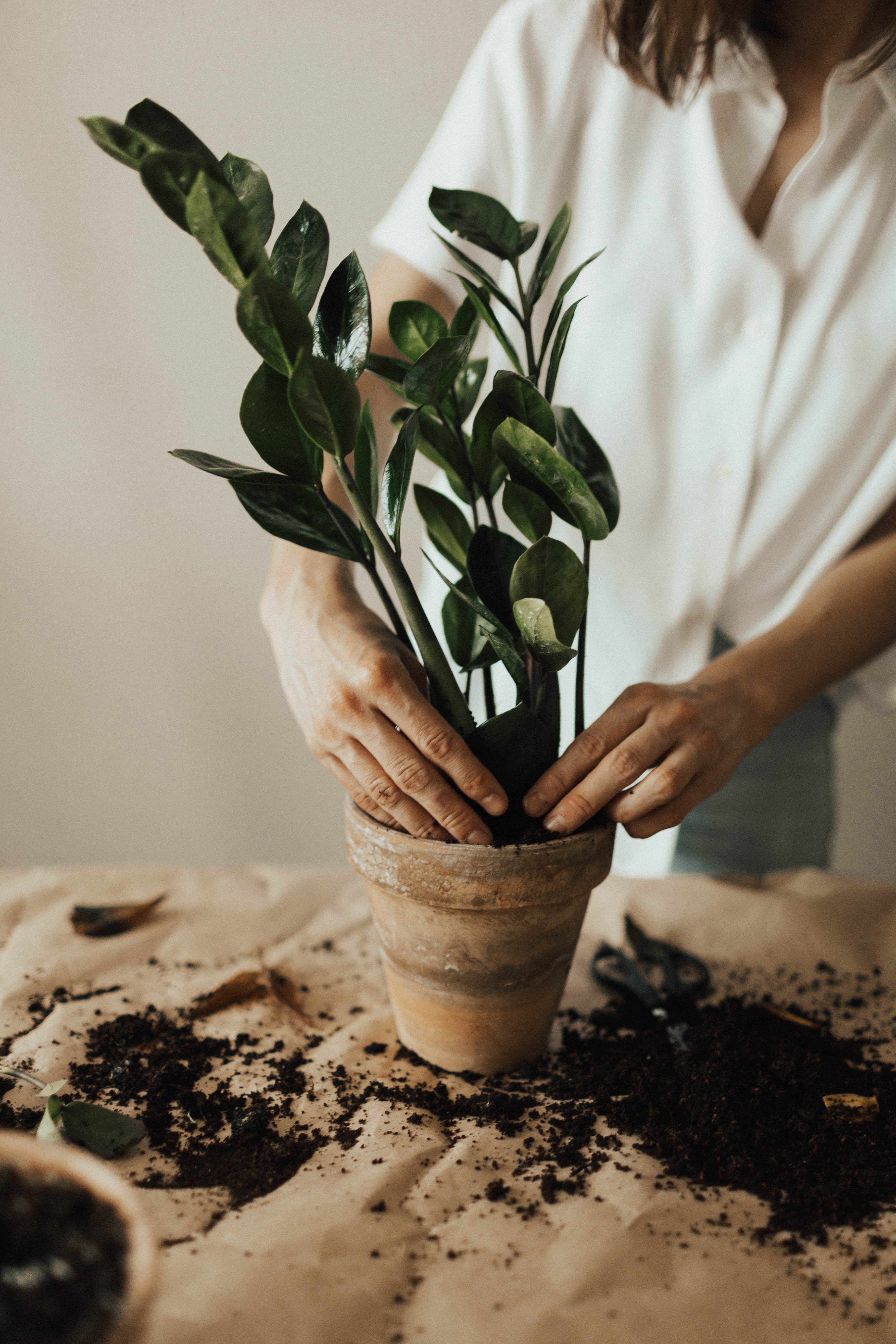 Emily asked for help in tending to her garden as she wasn't feeling well. | Source: Pexels