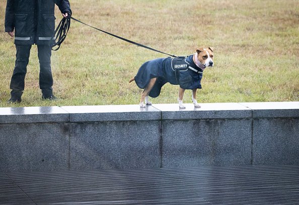Schleswig-Holstein, Kiel : Une employée d'une société de sécurité et son chien sont debout sur la prairie. | Photo de Christian Charisius/alliance de photos : Getty Images.