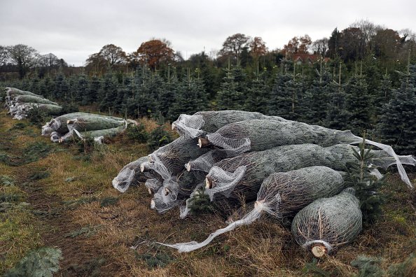 Les arbres de Noël à The Tree Barn.|Photo : Getty Images