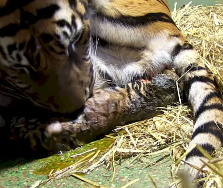 Ein Tiger gebärt Zwillinge, aber einer von ihnen atmet nicht, die