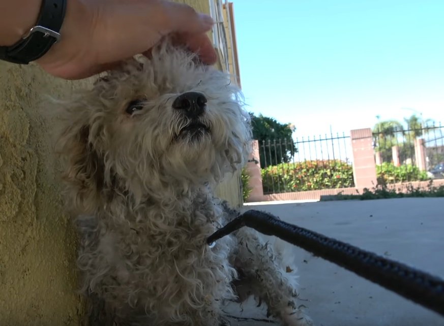 Fasby vor seiner Rettung | Quelle: YouTube/ Hope For Paws - Official Rescue Channel