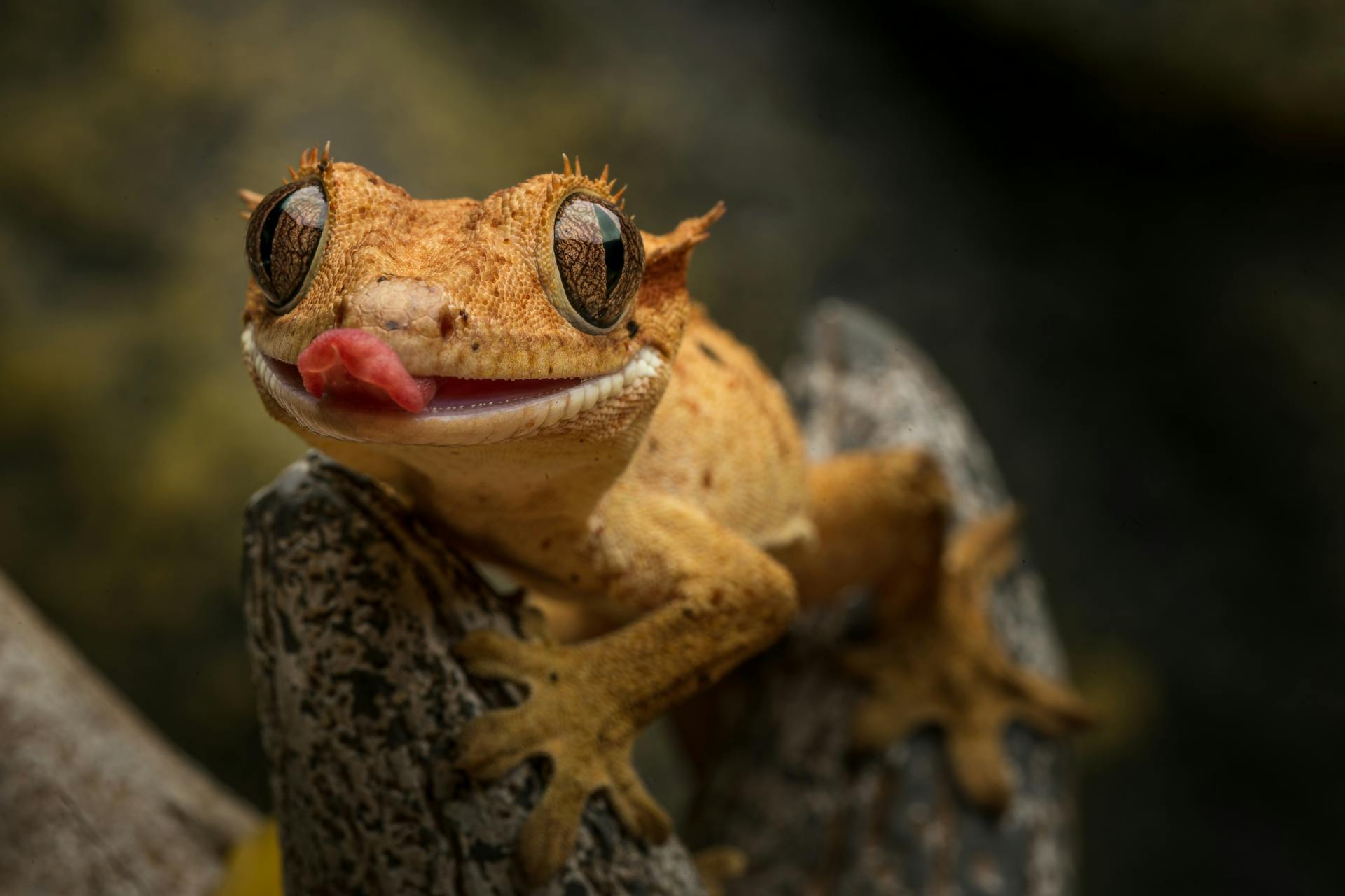 Close-up of a crested gecko | Source: Pexels