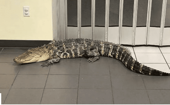 The alligator at the Spring Hill Post Office | Source: facebook.com/HernandoSheriffsCountyOffice