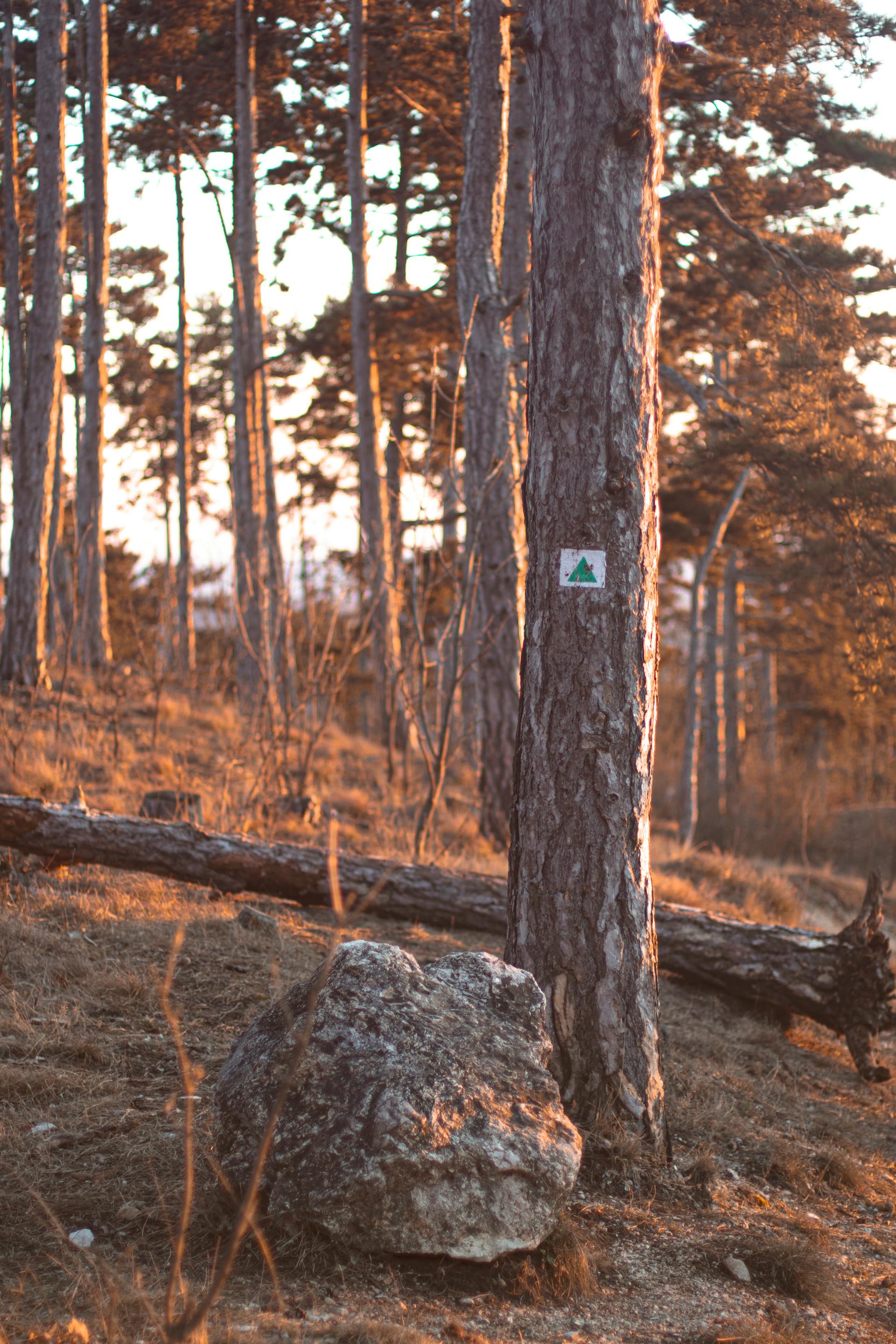 A tree marking a hiking trail | Source: Pexels