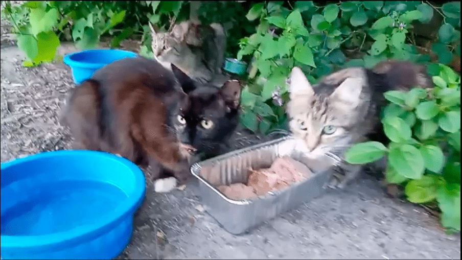 Screenshot showing the cats eating. | Source: Reddit/@Talking_Walls_Photo