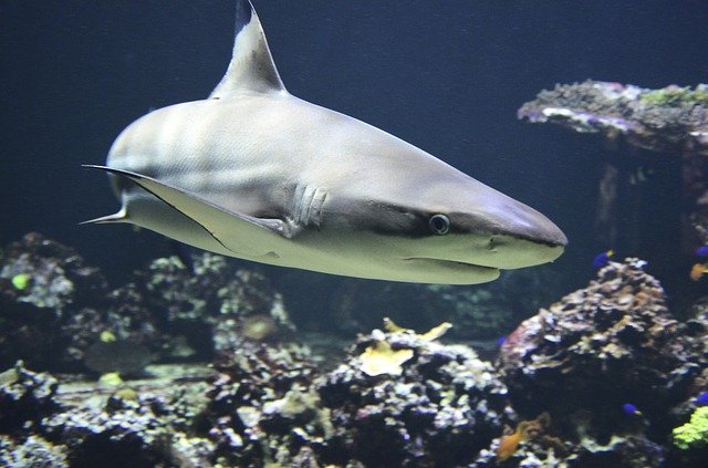 Foto referencial de un tiburón. │ Foto: Pixabay