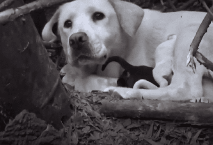 Labrador-Mutter versteckt sich in einem Busch mit ihren Welpen | Quelle: youtube.com/Hope For Paws - Official Rescue Channel