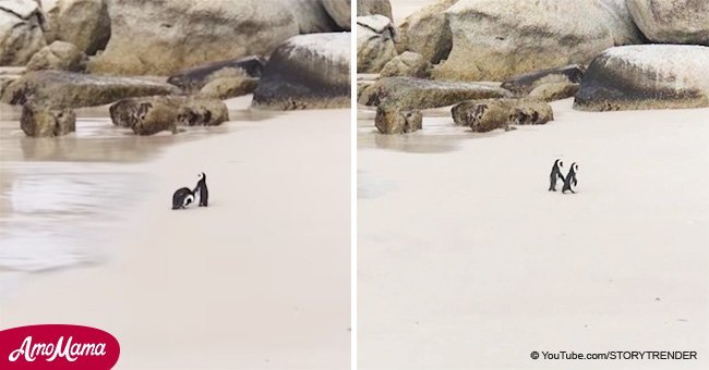 Tiny penguins show real love by holding 'hands'