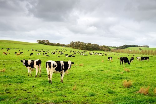 Cows grazing on a dairy farm. | Source: Shutterstock.
