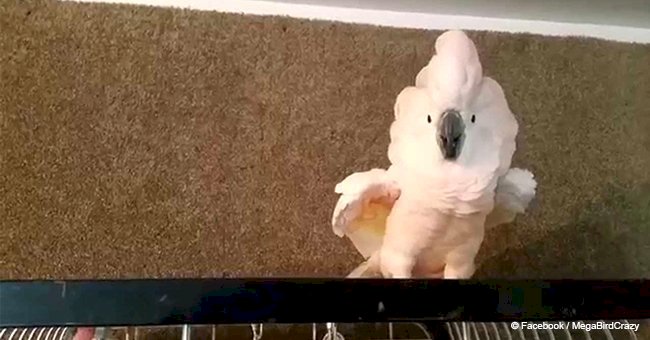 This angry parrot threw the biggest tantrum when told to go to her cage