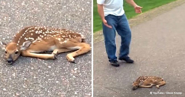 Men see motionless creature laying in the middle of the road and step in to help (video)