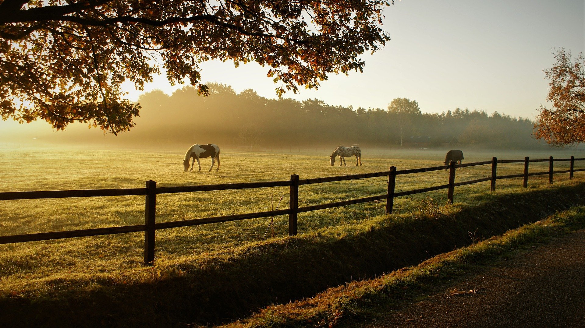 Pictured - Horses grazing on a ranch | Source: Pixabay 