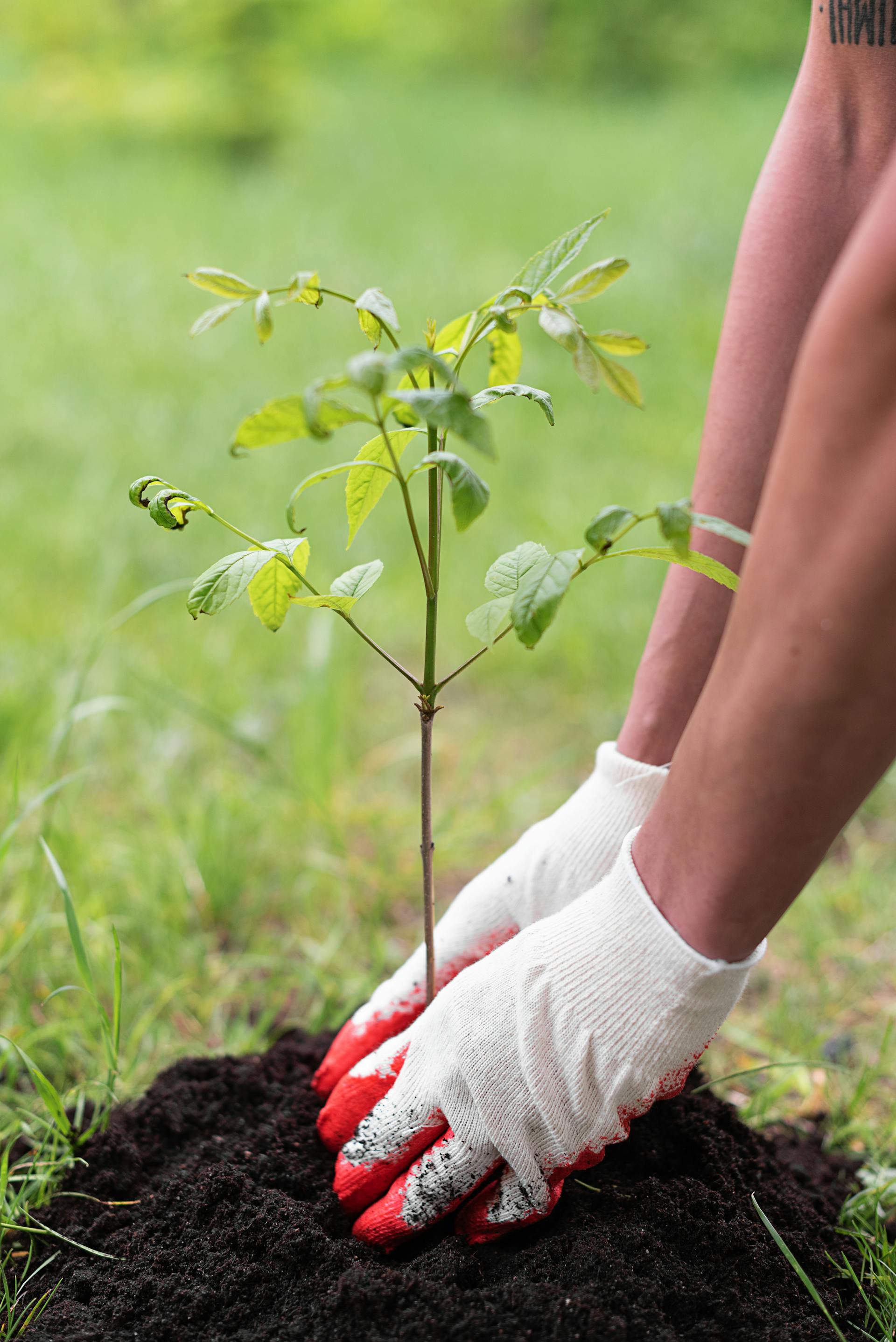 Person with gloves planting a tree | Source: Pexels