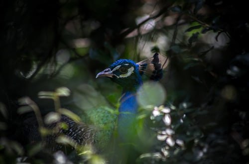 Oiseau sauvage en pleine nature | Unsplash Oiseau sauvage en pleine nature | Unsplash