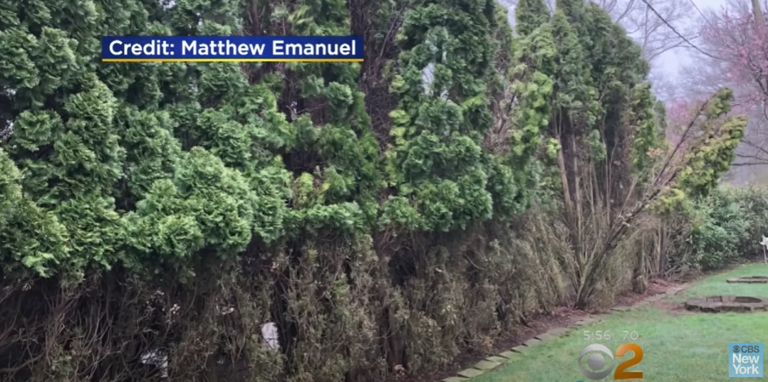 The trees that used to block the safe Matthew Emanuel and his wife, Maria Colonna-Emanuel, found in their Todt Hill, Staten Island, yard on May 15, 2018 | Source: YouTube/CBS New York