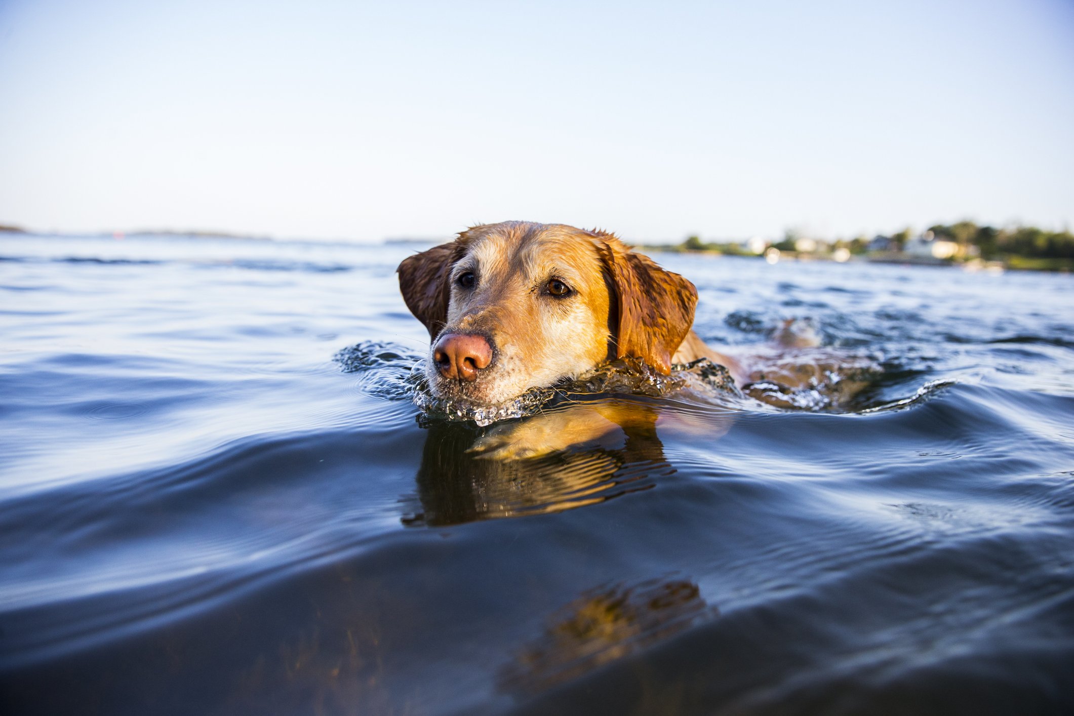 Ein Golden Retriever, der in einem See schwimmt. | Quelle: Getty Images