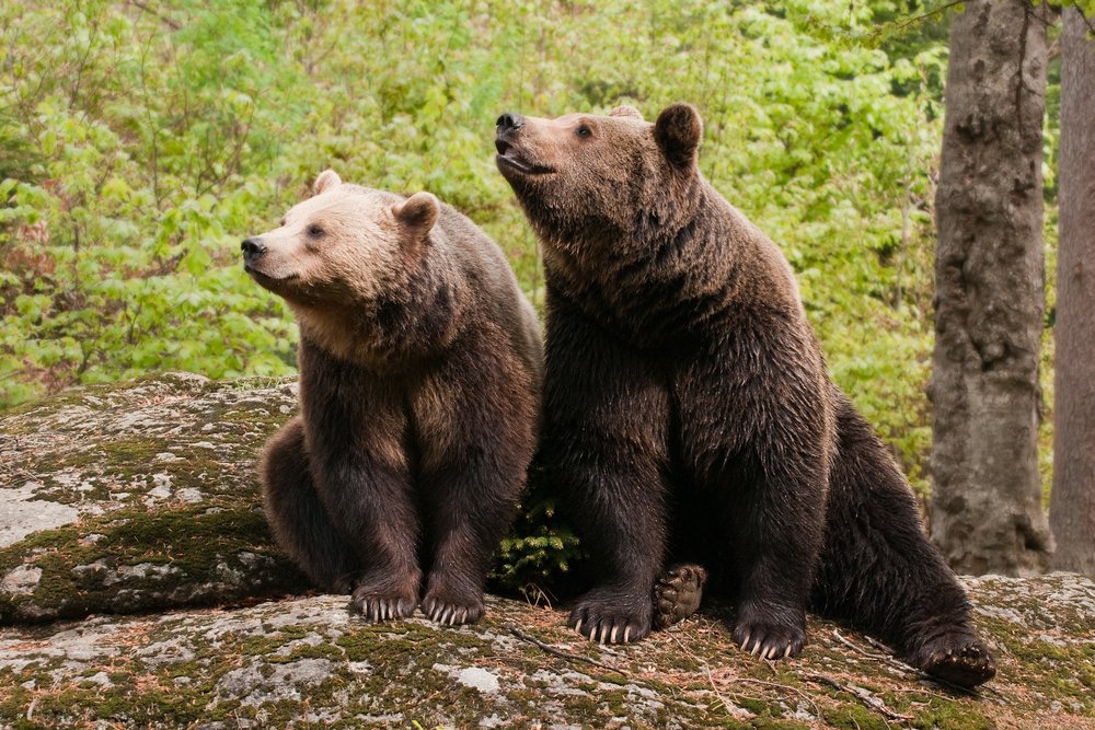 Two bears sitting on the rock in the woods | Photo: Shutterstock