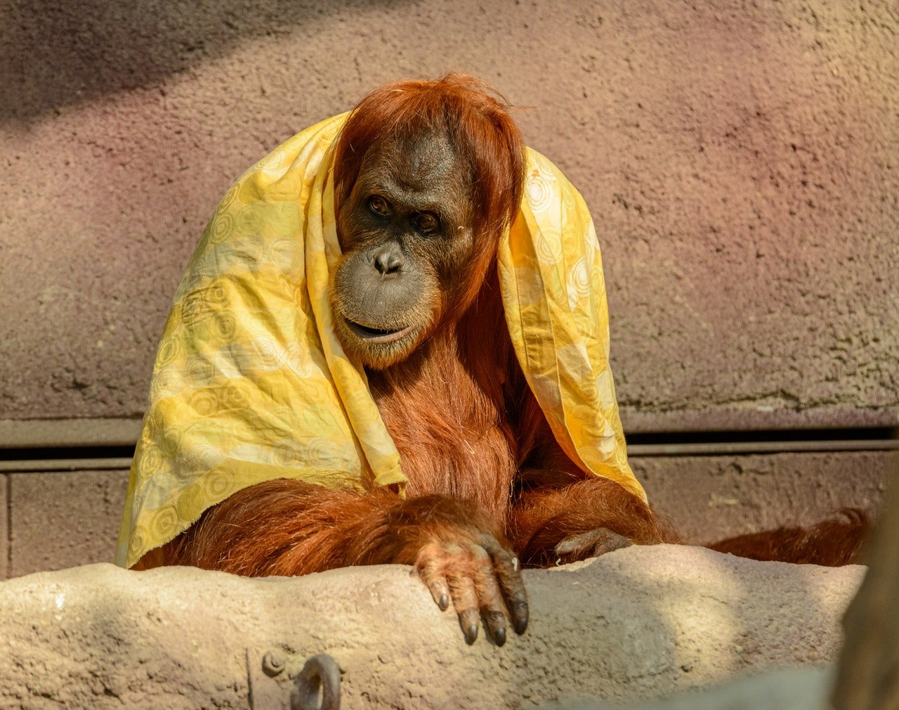 Photo of an orangutan in a zoo | Photo: Pexels