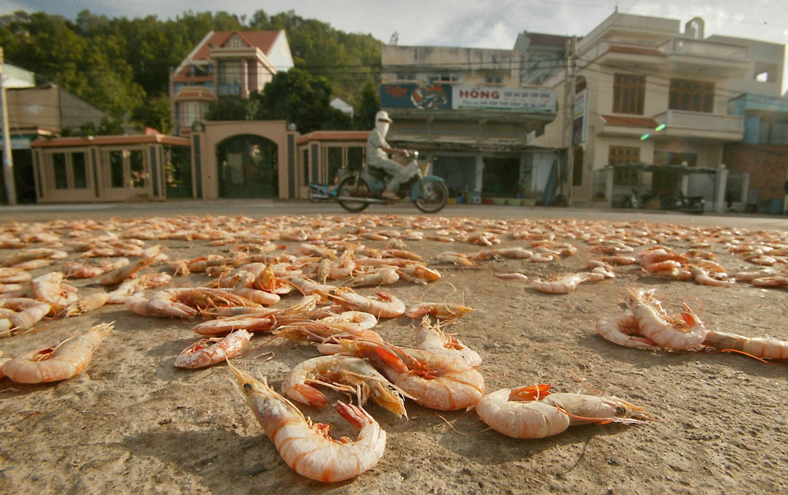 Freshly caught shrimp scattered on a sidewalk to dry. | Source: Getty Images