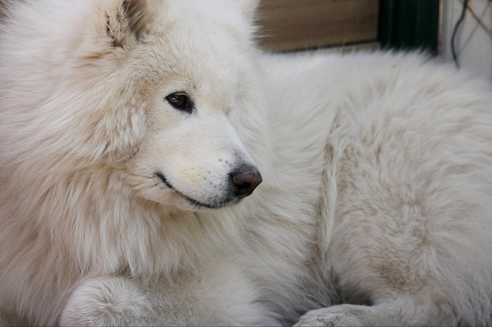 Los perros encontrados por el Seprona eran de raza Samoyedo| Foto: Pixabay Los perros encontrados por el Seprona eran de raza Samoyedo| Foto: Pixabay