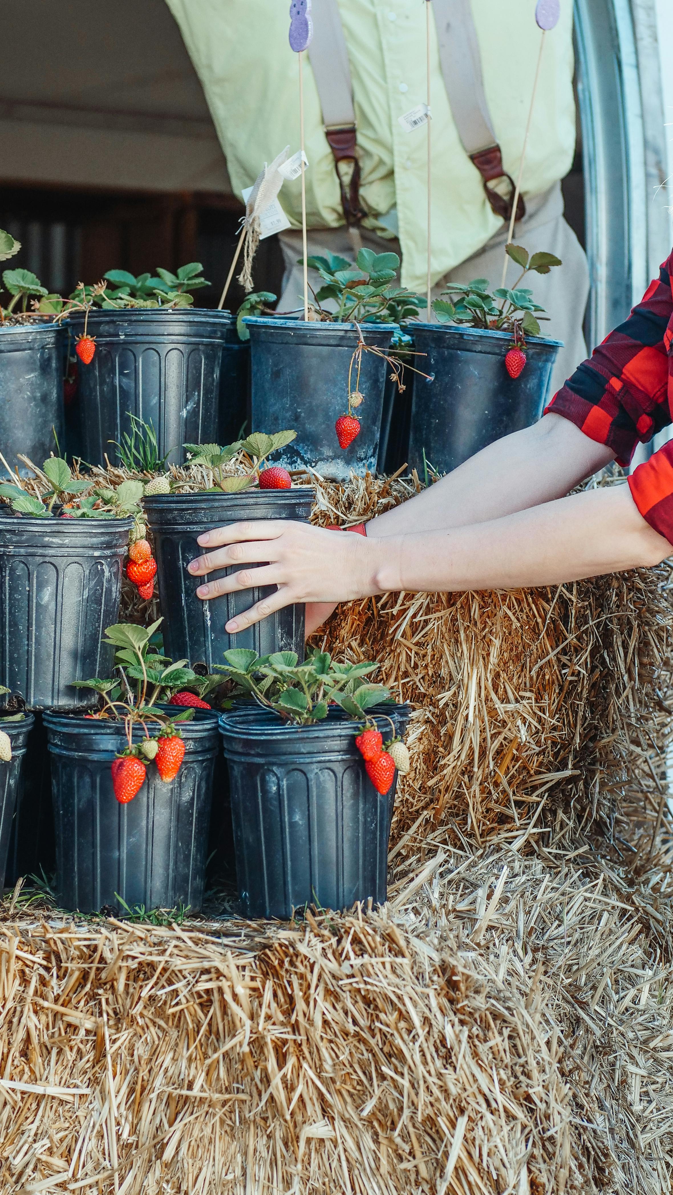 Container strawberries | Source: Pexels