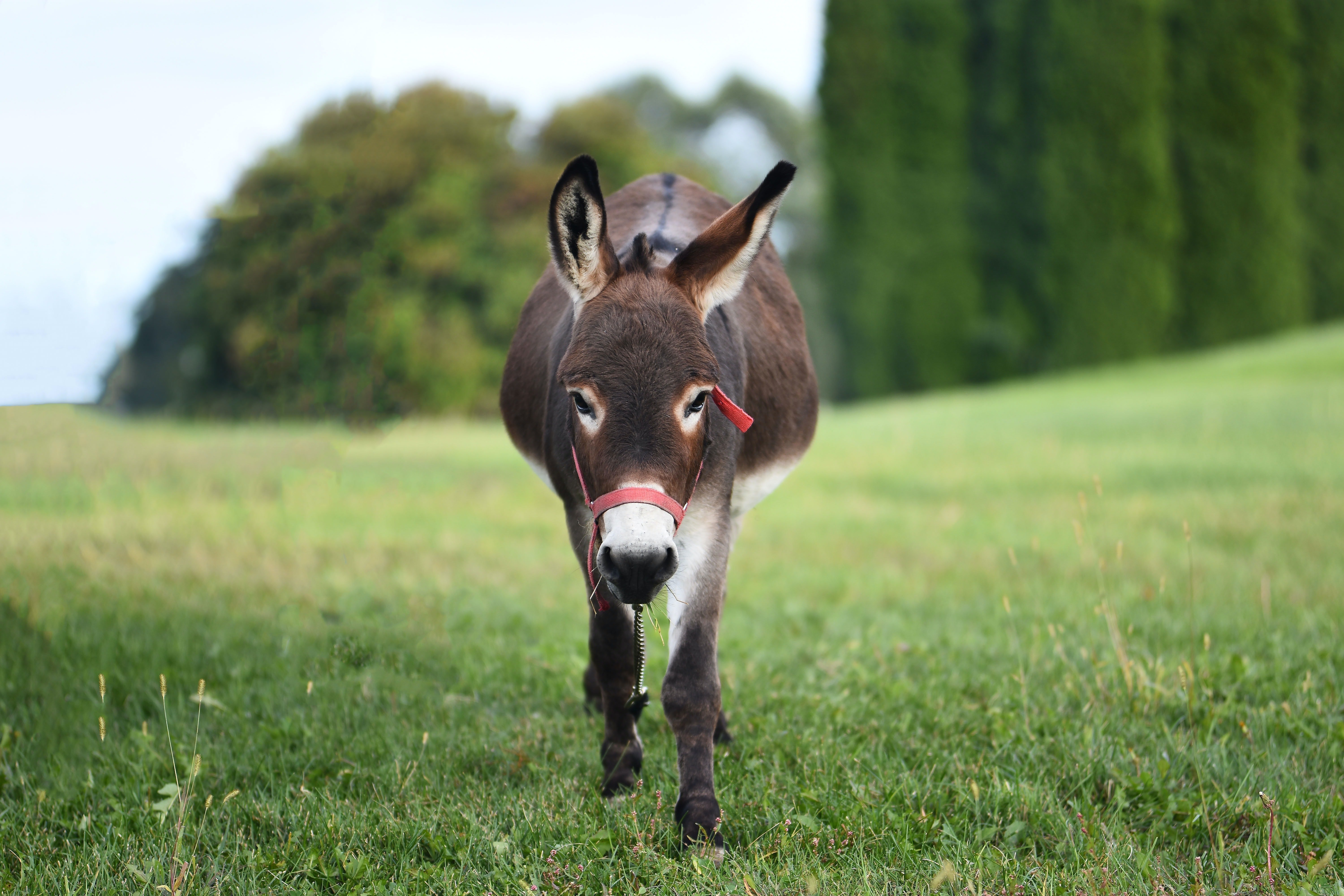 A donkey in a green field. | Pexels/ Julissa Helmuth