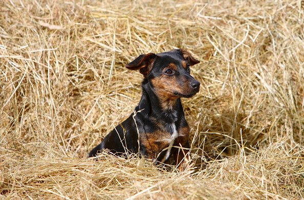 Black and tan Jack Russell puppy playing in a bed of hay. | Photo: Getty Images