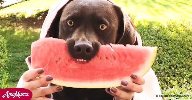 Watch these dogs freak out over watermelon