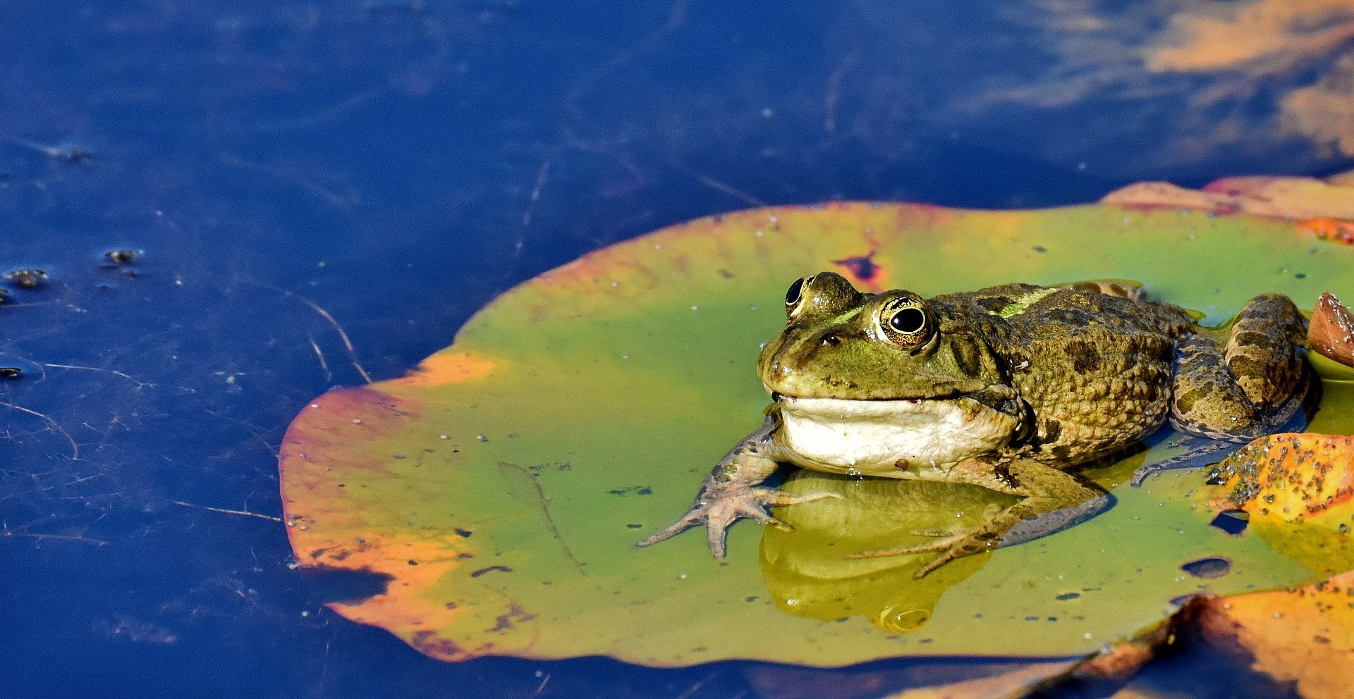 A toad sitting on a leaf in a pond. | Source: Alexas Fotos/Pixabay 