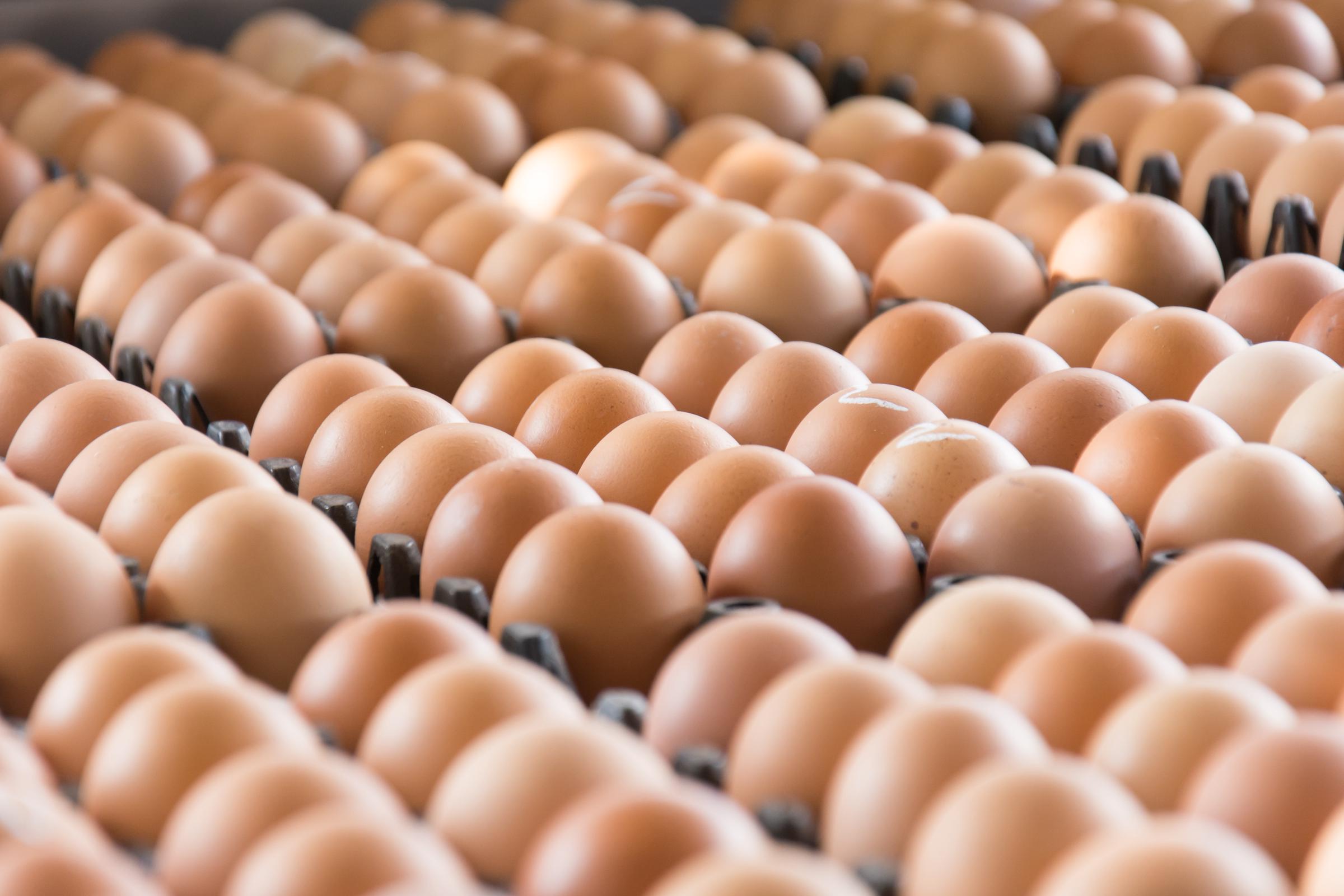 The massive food safety warning involves both standard white shell eggs and brown cage-free shell eggs. This unexpected headache originated at two specific production facilities located in Texas. | Source: Getty Images