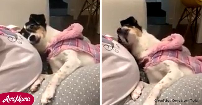Dog displays tenderness to her human mom's baby bump