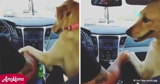 Dog gives woman in the backseat a cheeky look while holding hands with her driving husband