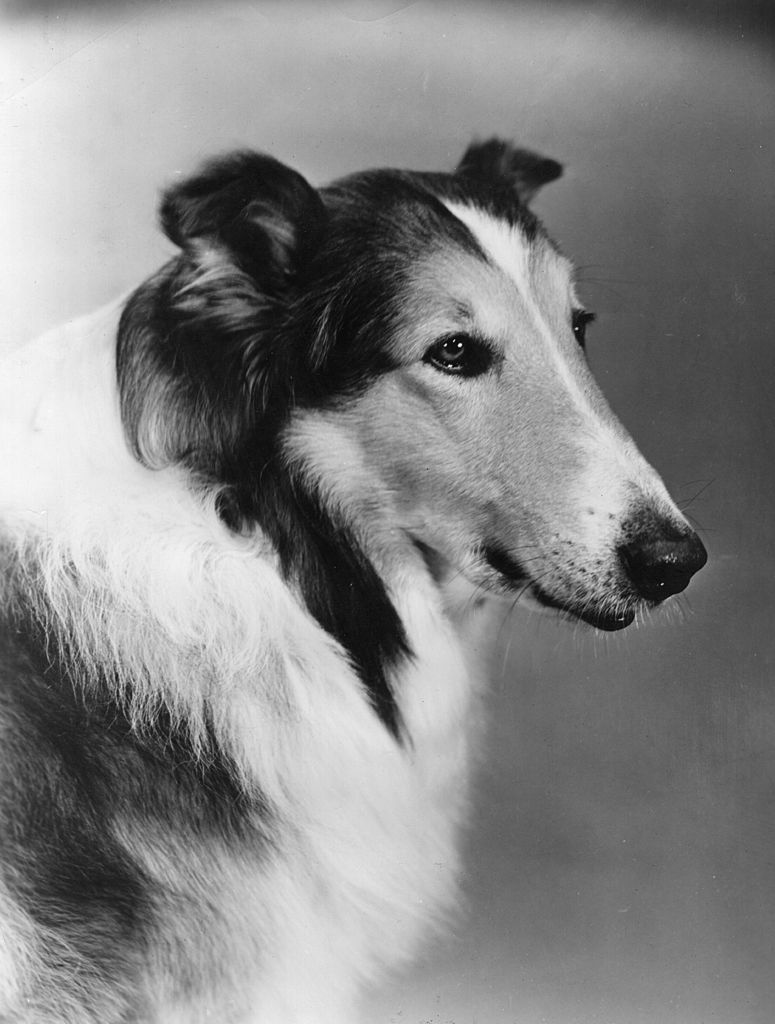 20 Facts about 'Lassie' You Might Not Know