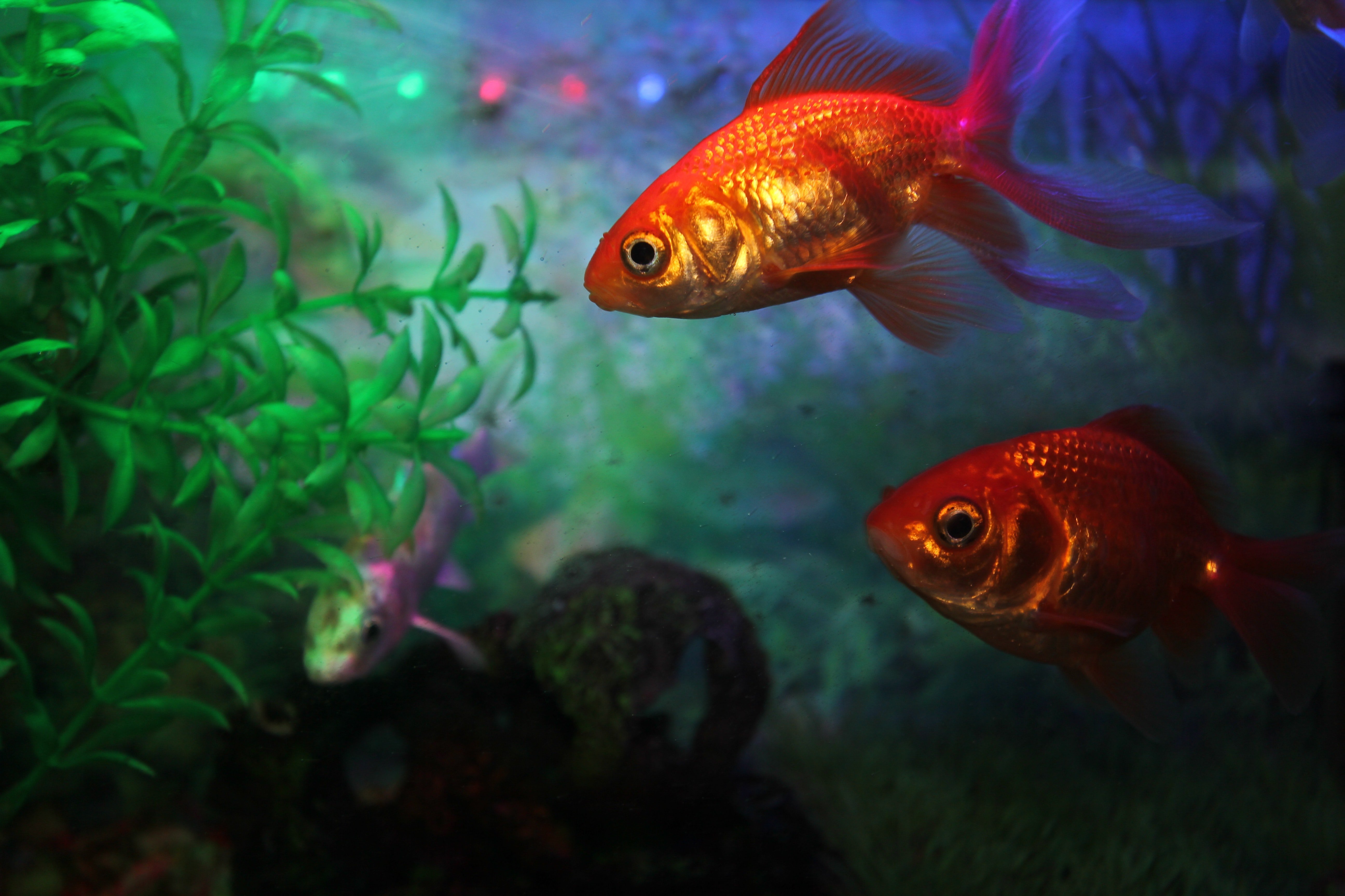 Peces dorados. | Foto: Pexels Peces dorados. | Foto: Pexels