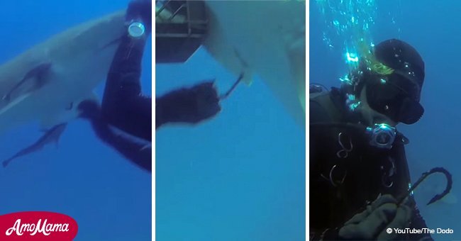 How a wounded shark 'asked' a diver to remove a hook from its belly