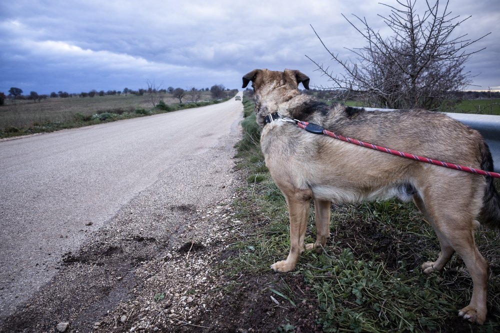 Verlassener Hund mit einer Leine an einer Leitplanke gebunden | Quelle: Shutterstock