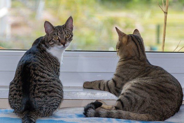 Cat looks towards camera while the other looks out a window | Photo: Pixabay