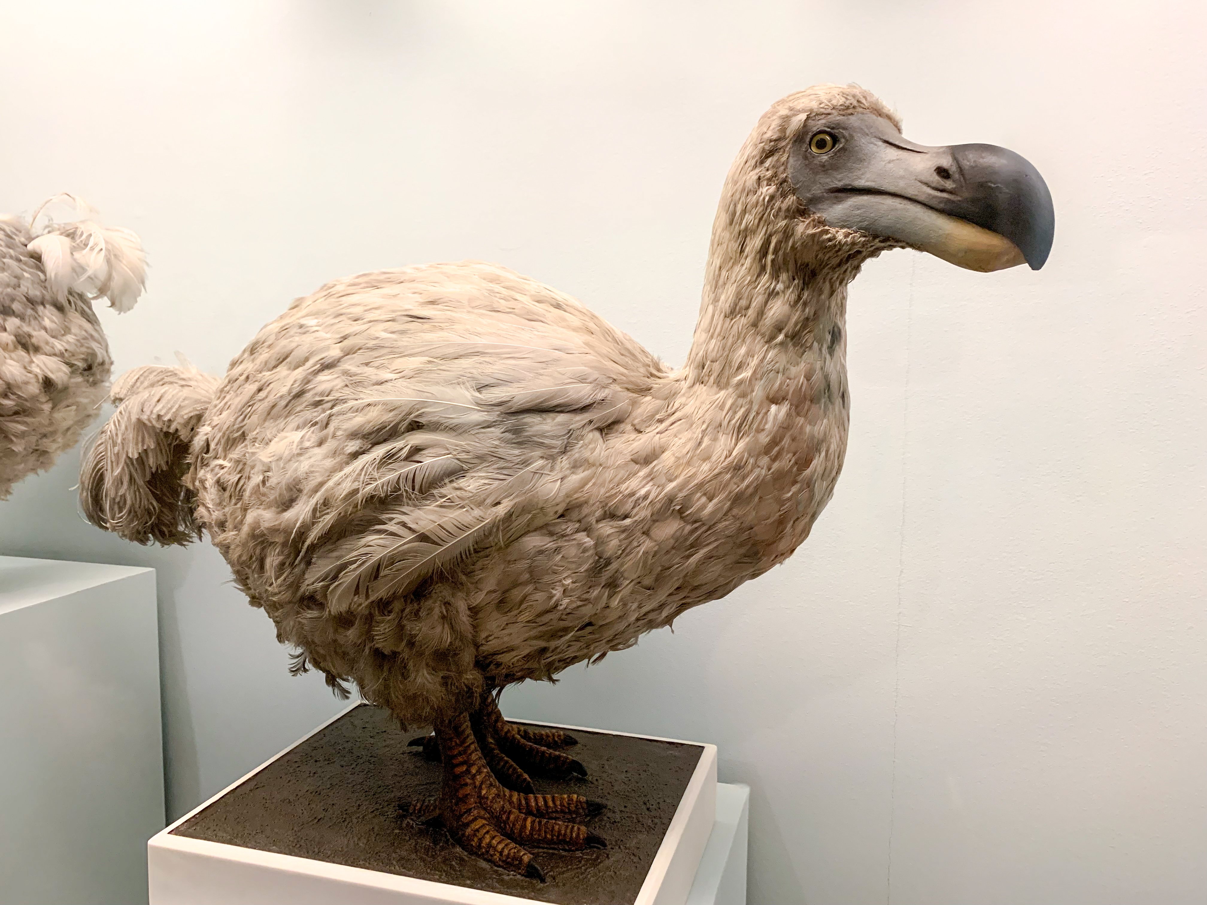 A stuffed Dodo bird placed in a museum. | Source: Shutterstock