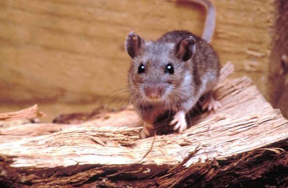 Deer mouse (Peromyscus maniculatus), a possible transmitter of the Hantavirus, 1990. | Photo: Getty Images