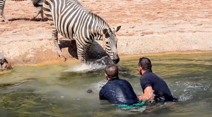 Une Histoire Touchante Sur La Facon Dont Les Hommes Plongent Dans L Eau Pour Sauver Un Bebe Zebre Qui Se Noie Devant Sa Mere Une Histoire Touchante Sur La Facon Dont Les Hommes Plongent Dans L Eau Pour Sauver Un Bebe Zebre Qui Se Noie Devant Sa Mere