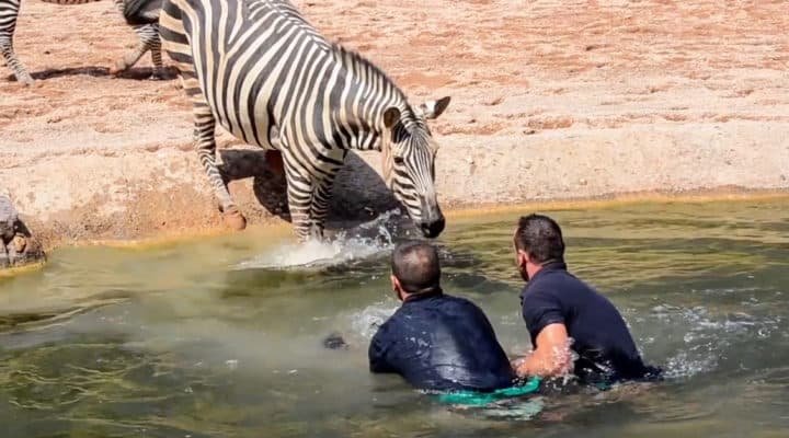 Un Zebre Donne Naissance A Un Tres Rare Poulain Hybride