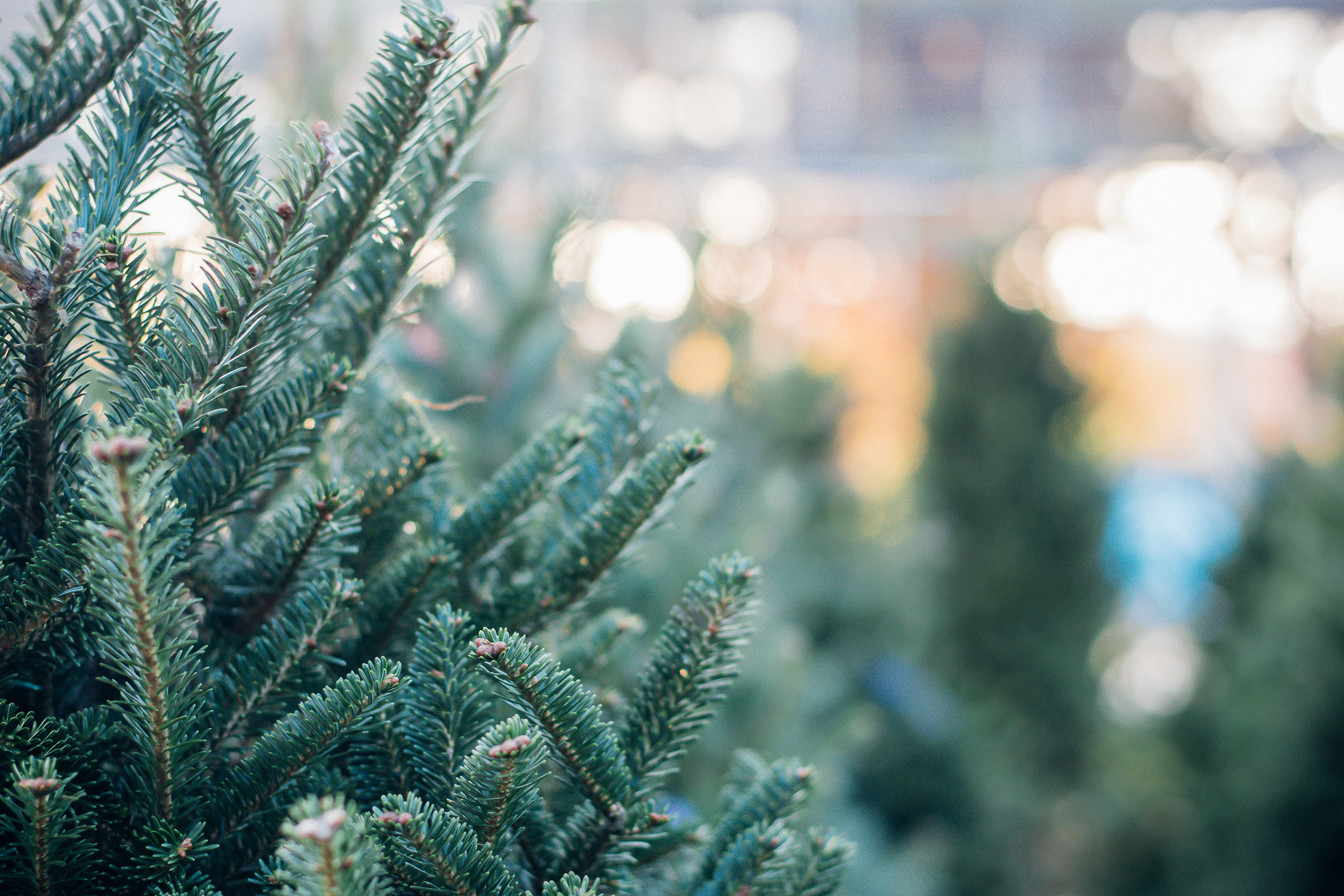 Árbol de Navidad fresco. | Foto: Shutterstock